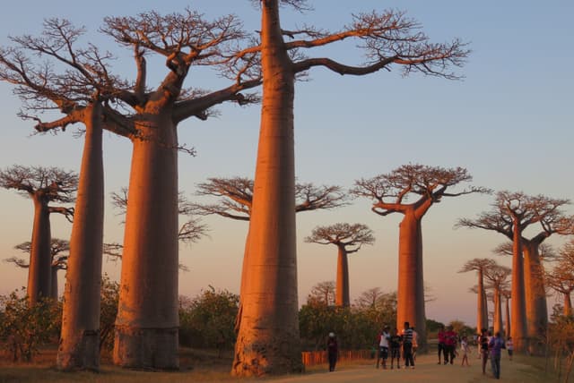 Allée des baobabs