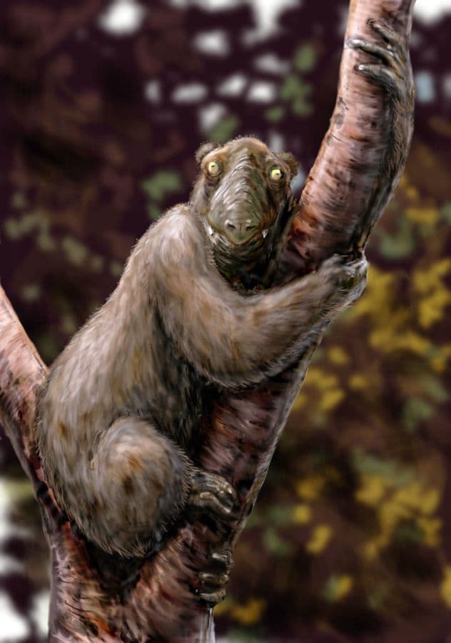 Illustration d'un Megaladapis