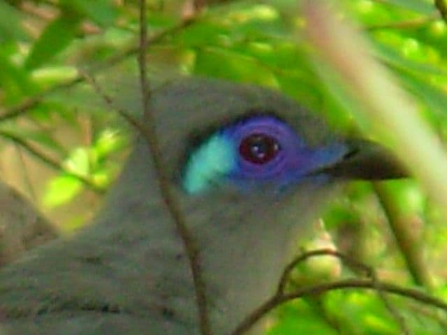 Coua Cristata D'Ankarana