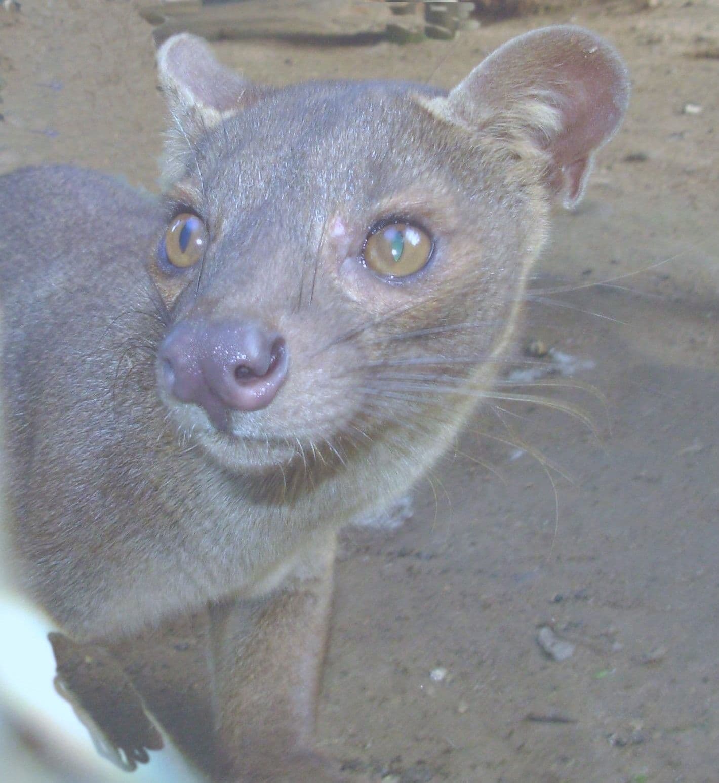 Fosa de Madagascar