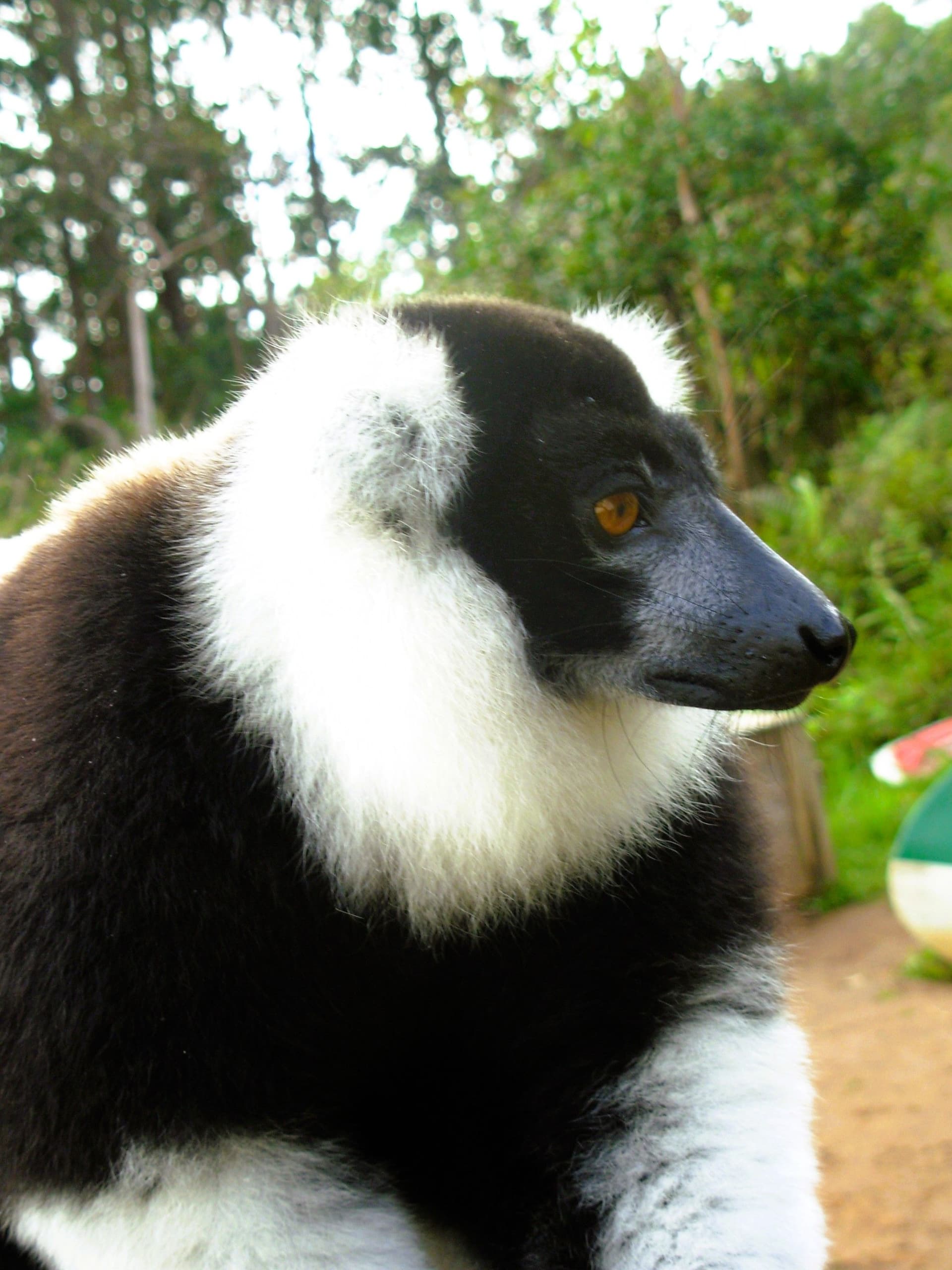 Indri Indri