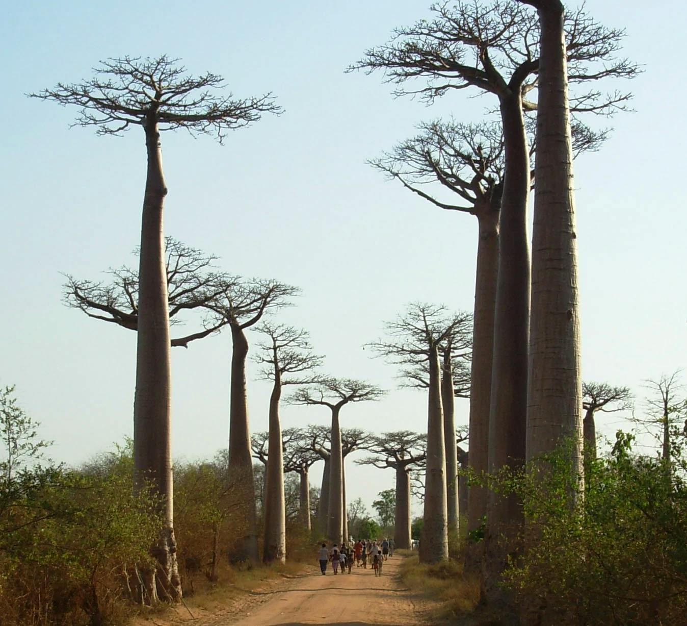 Allée de baobab